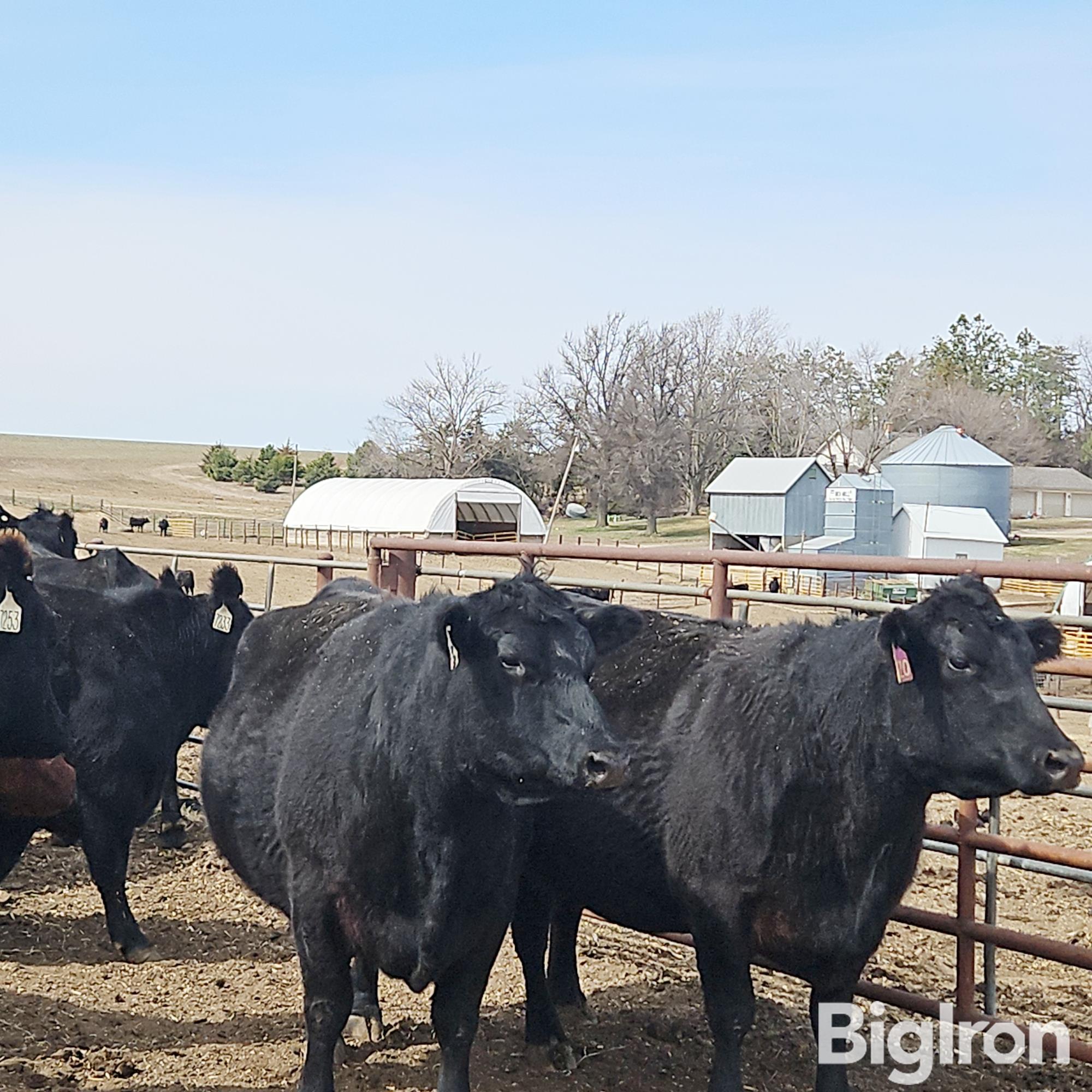 8) Black Bred Cows (BID PER HEAD) BigIron Auctions