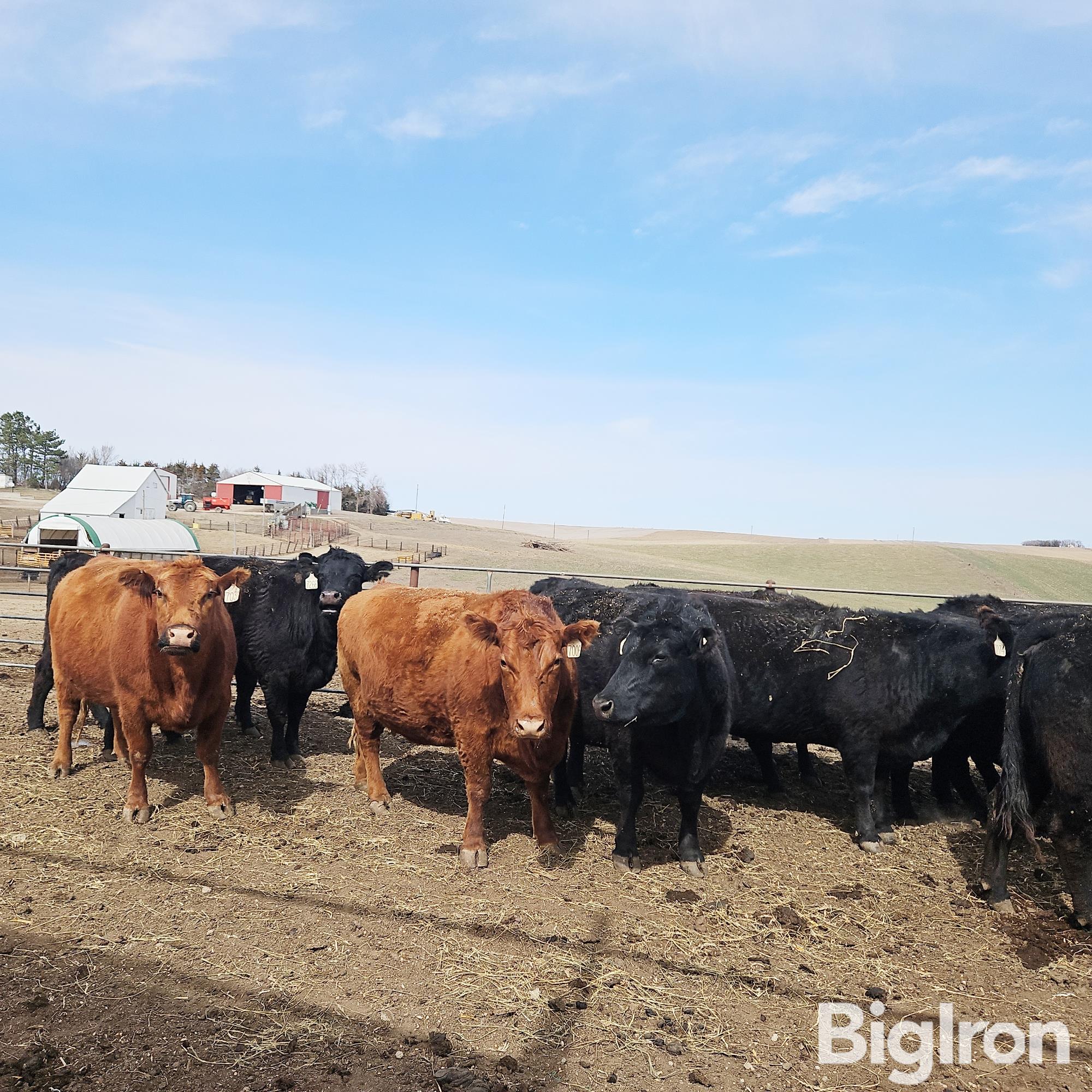 8 Black Bred Cows Bid Per Head Bigiron Auctions