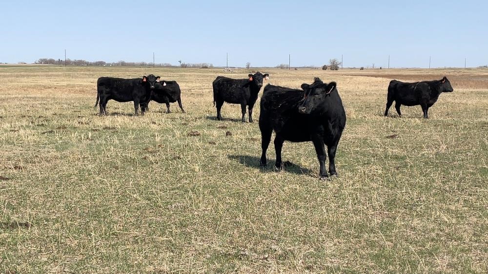 Black Angus 4 5 Yo Fall Bred Cows Bid Per Head Bigiron Auctions