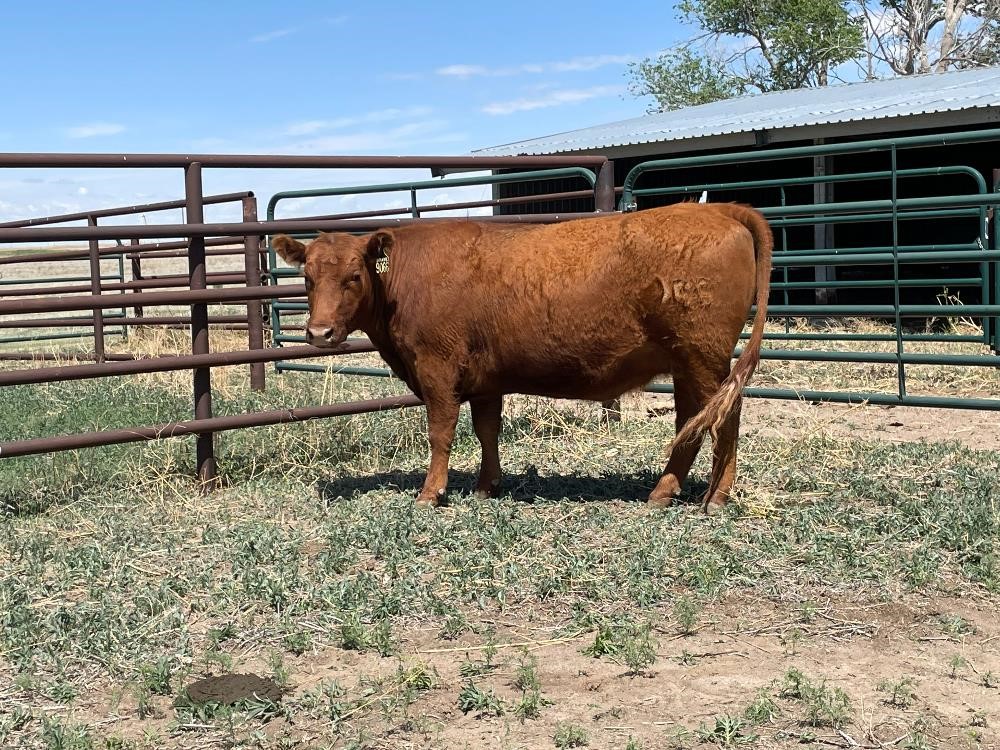 2) Open 3 YO Registered Red Angus Heifers (BID PER HEAD) BigIron Auctions