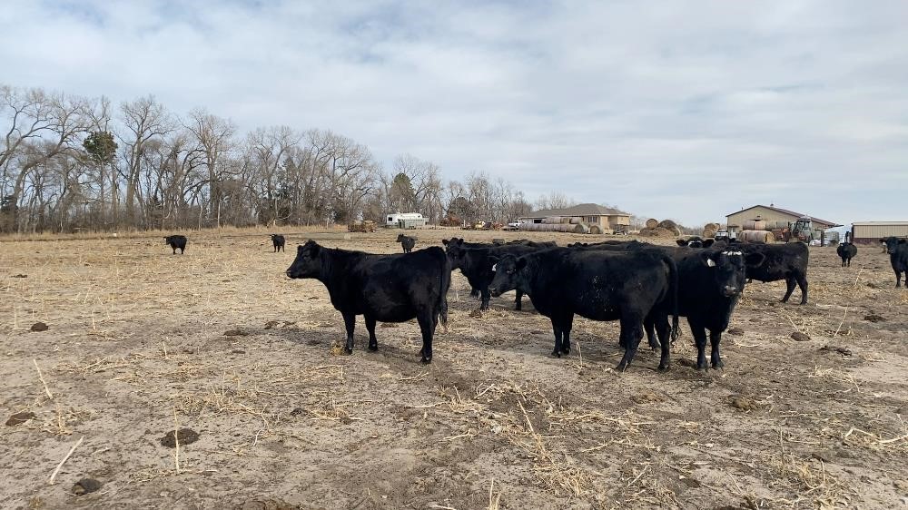 2nd & 3rd Calving Sim Angus Cows (BID PER HEAD) BigIron Auctions