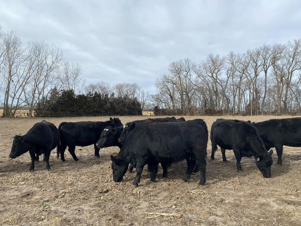 2nd & 3rd Calving Sim Angus Cows (BID PER HEAD) BigIron Auctions