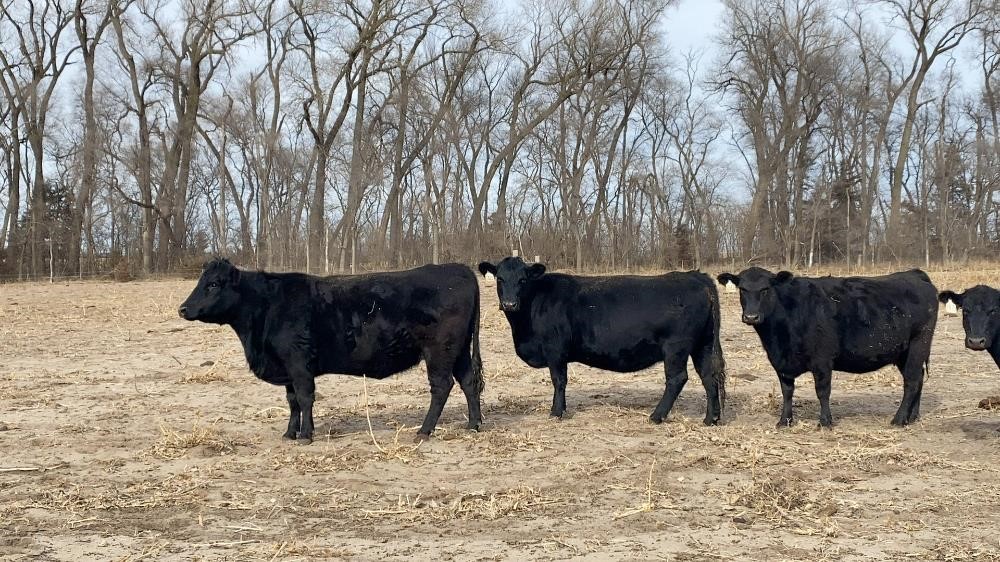 2nd & 3rd Calving Sim Angus Cows (BID PER HEAD) BigIron Auctions