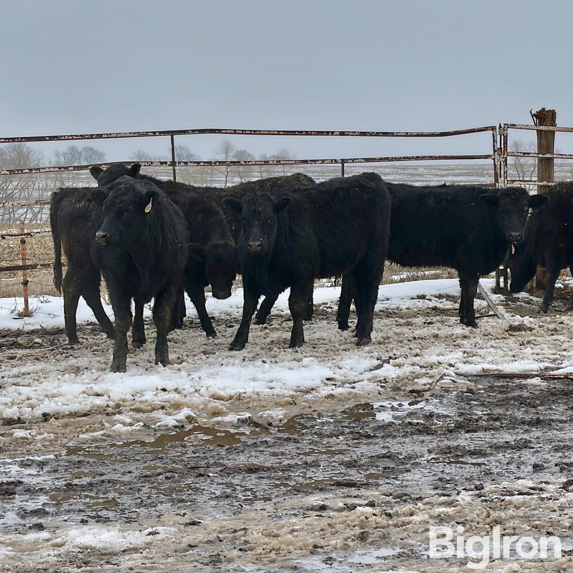 22) 740LBS BLK/BWF HEIFERS (BID PER LB) BigIron Auctions