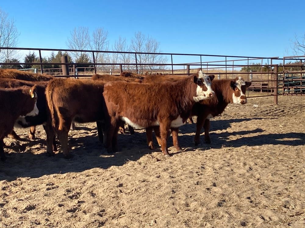 Red Baldy-Brockle Replacement Open Heifers (BID PER HEAD) BigIron Auctions