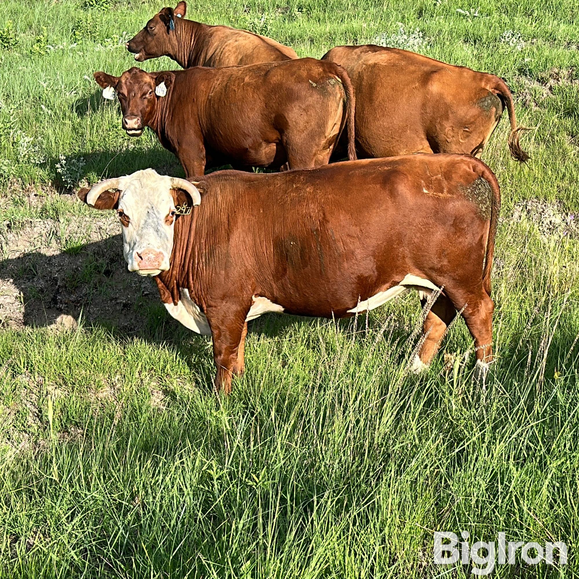 3) Commercial RWF Bred Cows (BID PER HEAD) BigIron Auctions