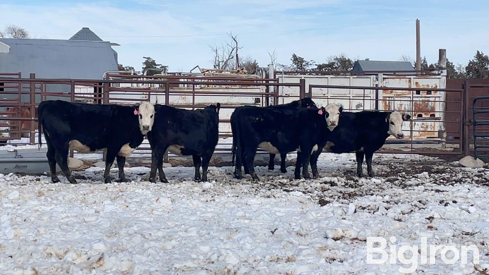 4) BWF Bred Heifers (BID PER HEAD) BigIron Auctions