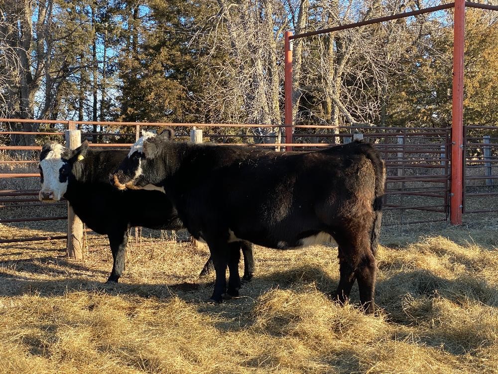 Angus-Hereford F1 Baldy 2nd Calf Heifers (BID Per HEAD) BigIron Auctions