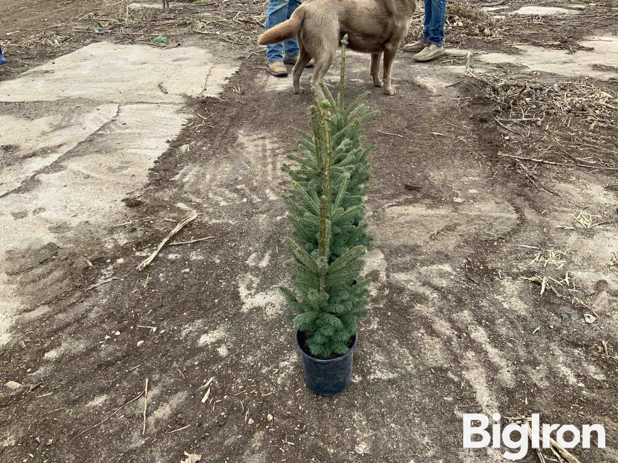 1 Gal Potted Black Hills Spruce Trees BigIron Auctions