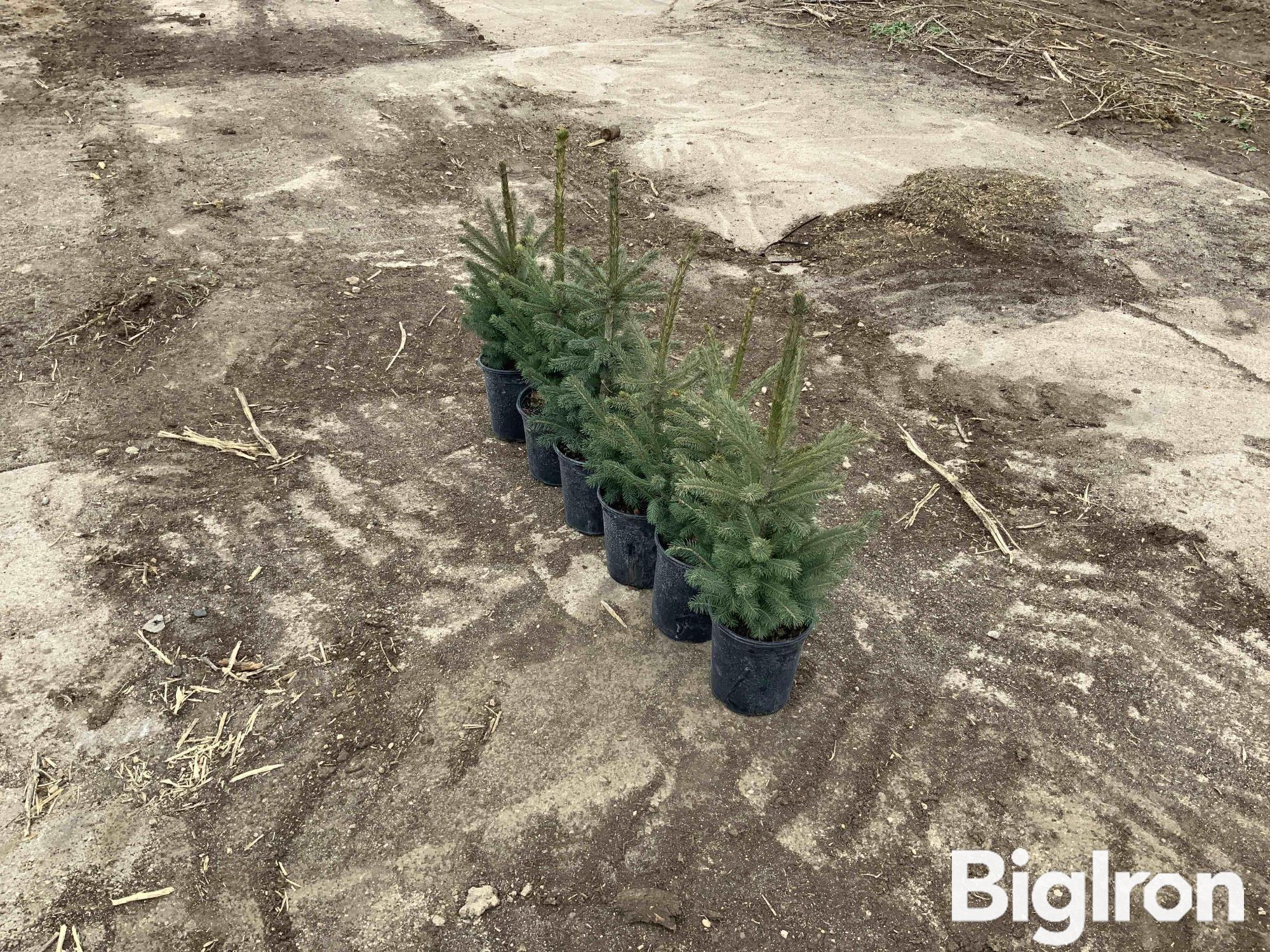 1 Gal Potted Black Hills Spruce Trees BigIron Auctions