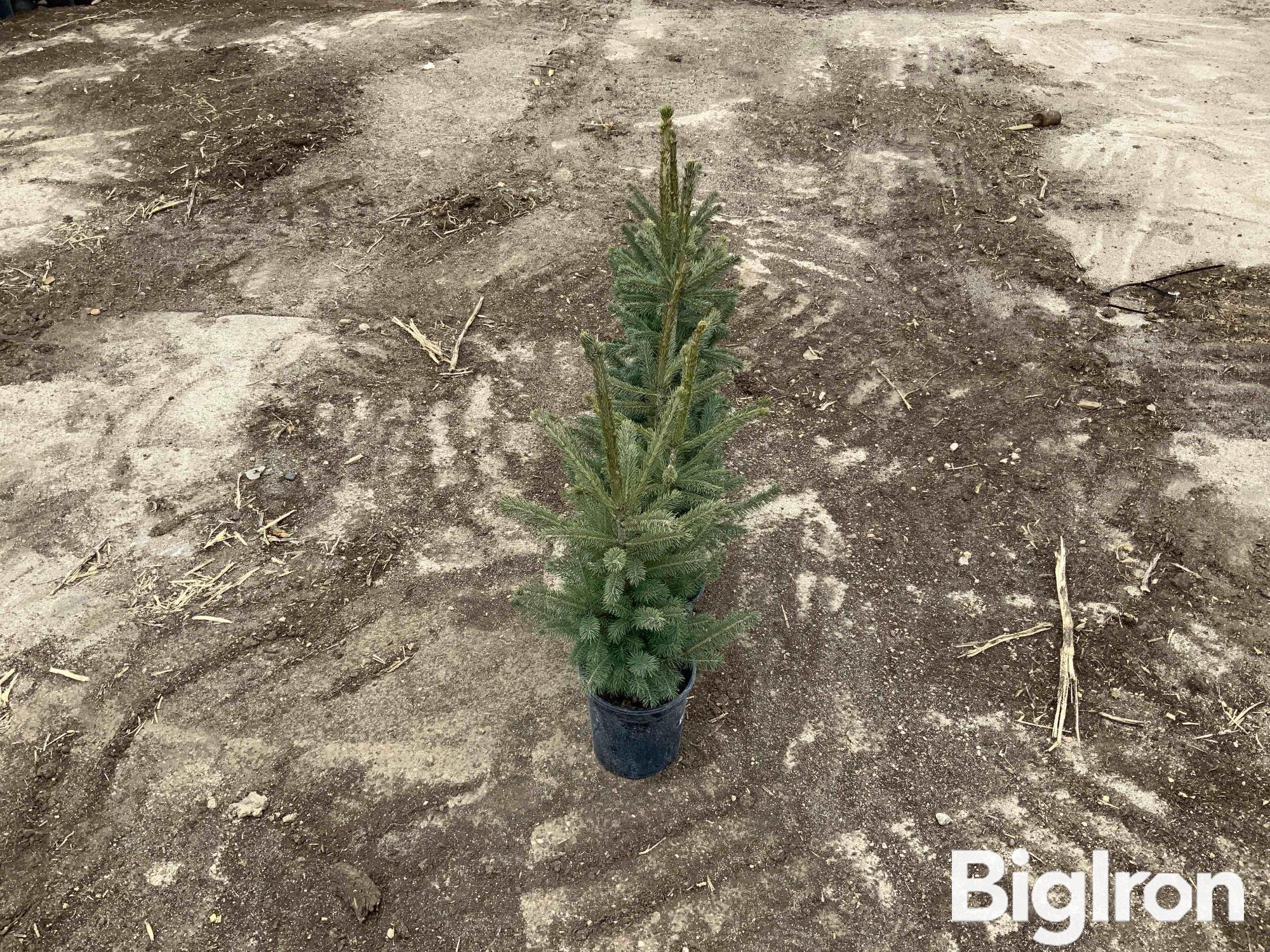 1 Gal Potted Black Hills Spruce Trees BigIron Auctions