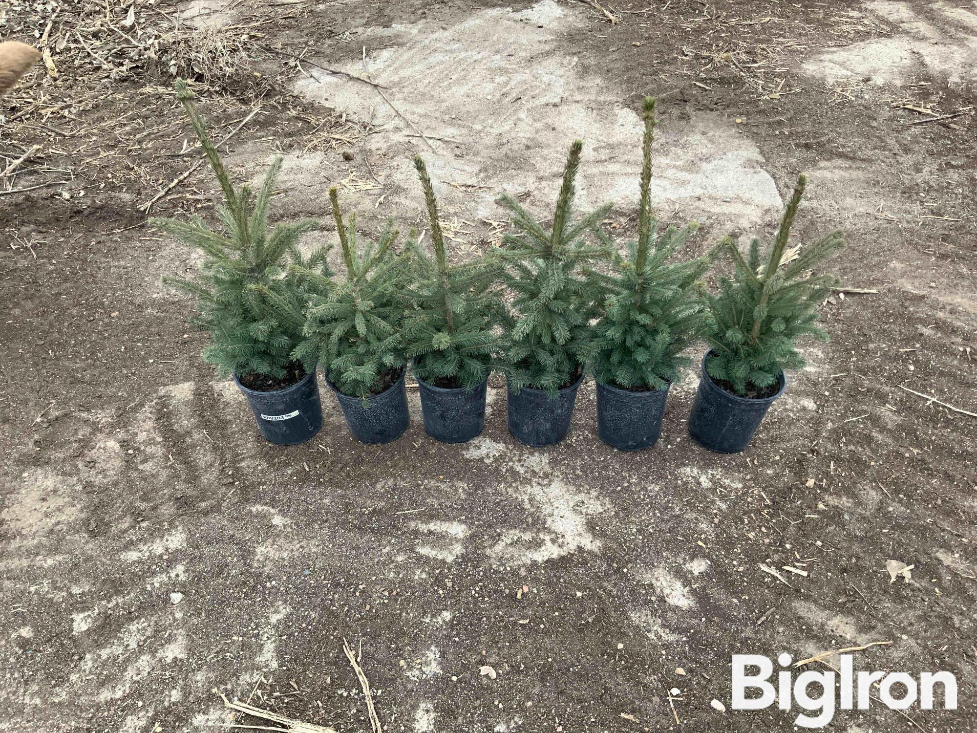 1 Gal Potted Black Hills Spruce Trees BigIron Auctions