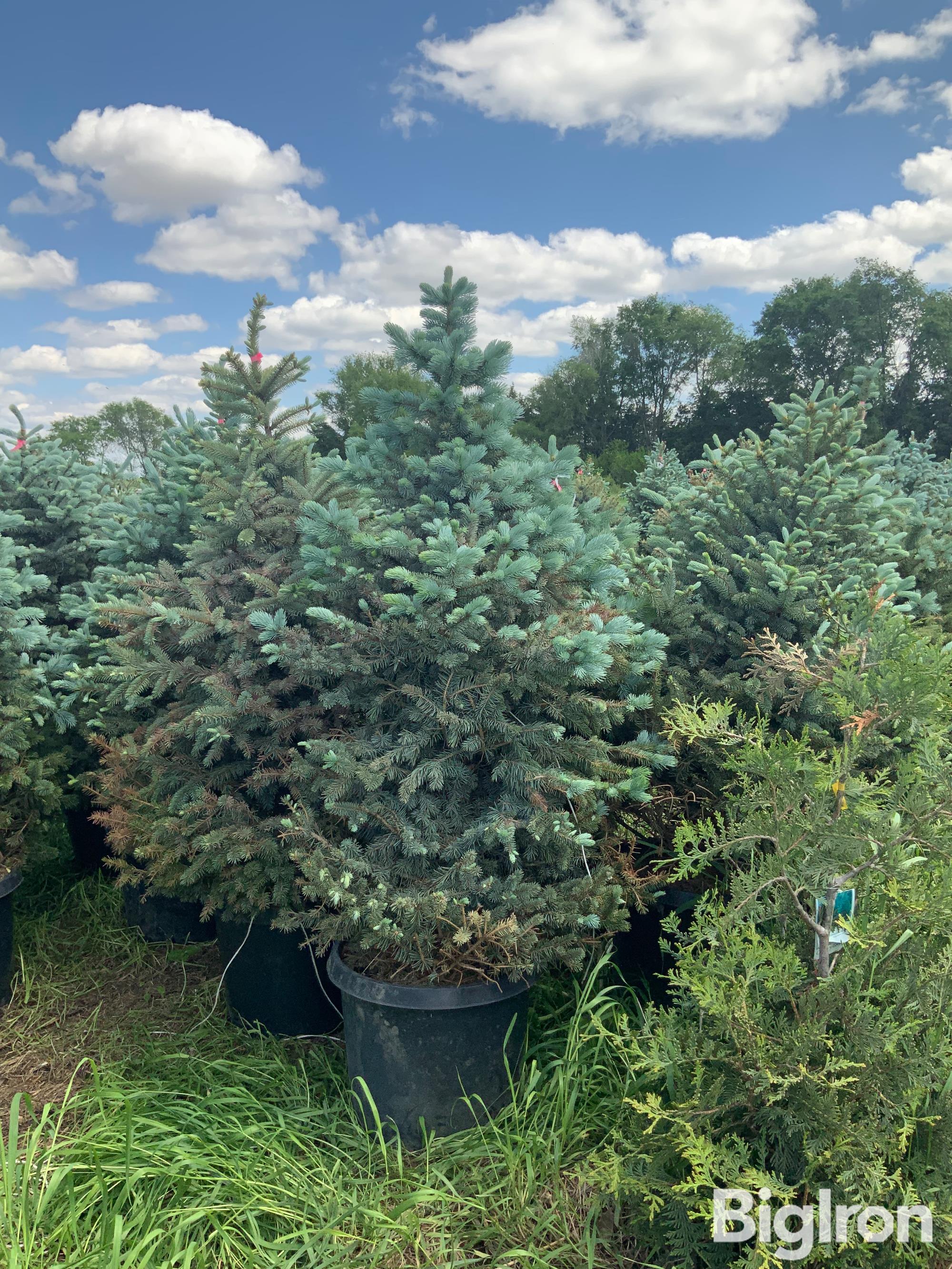 Blue Spruce Trees Bigiron Auctions