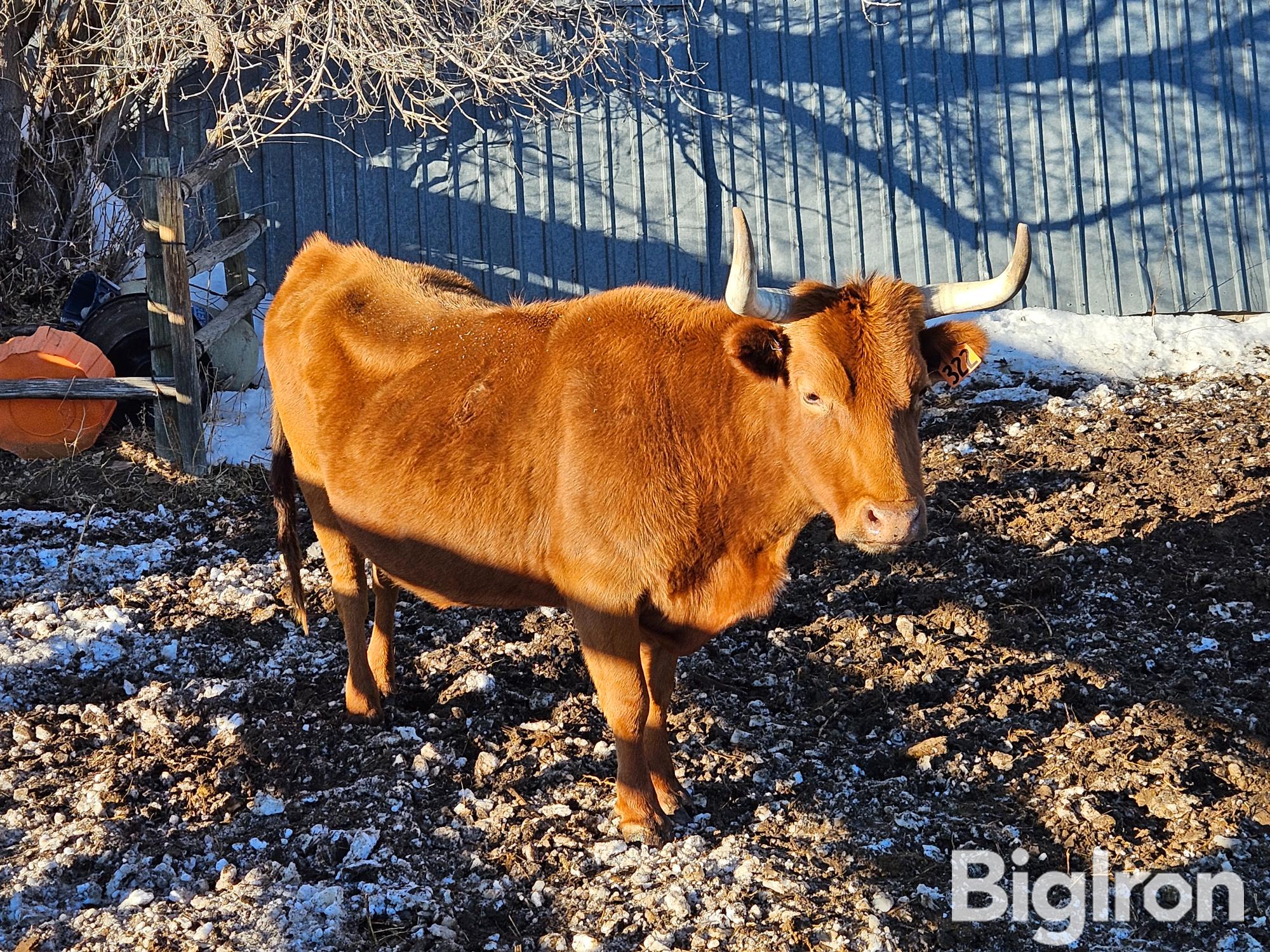 11 4 6 Yo Corriente Cross Cows Bred To Akaushi Bull Bid Per Head Bigiron Auctions