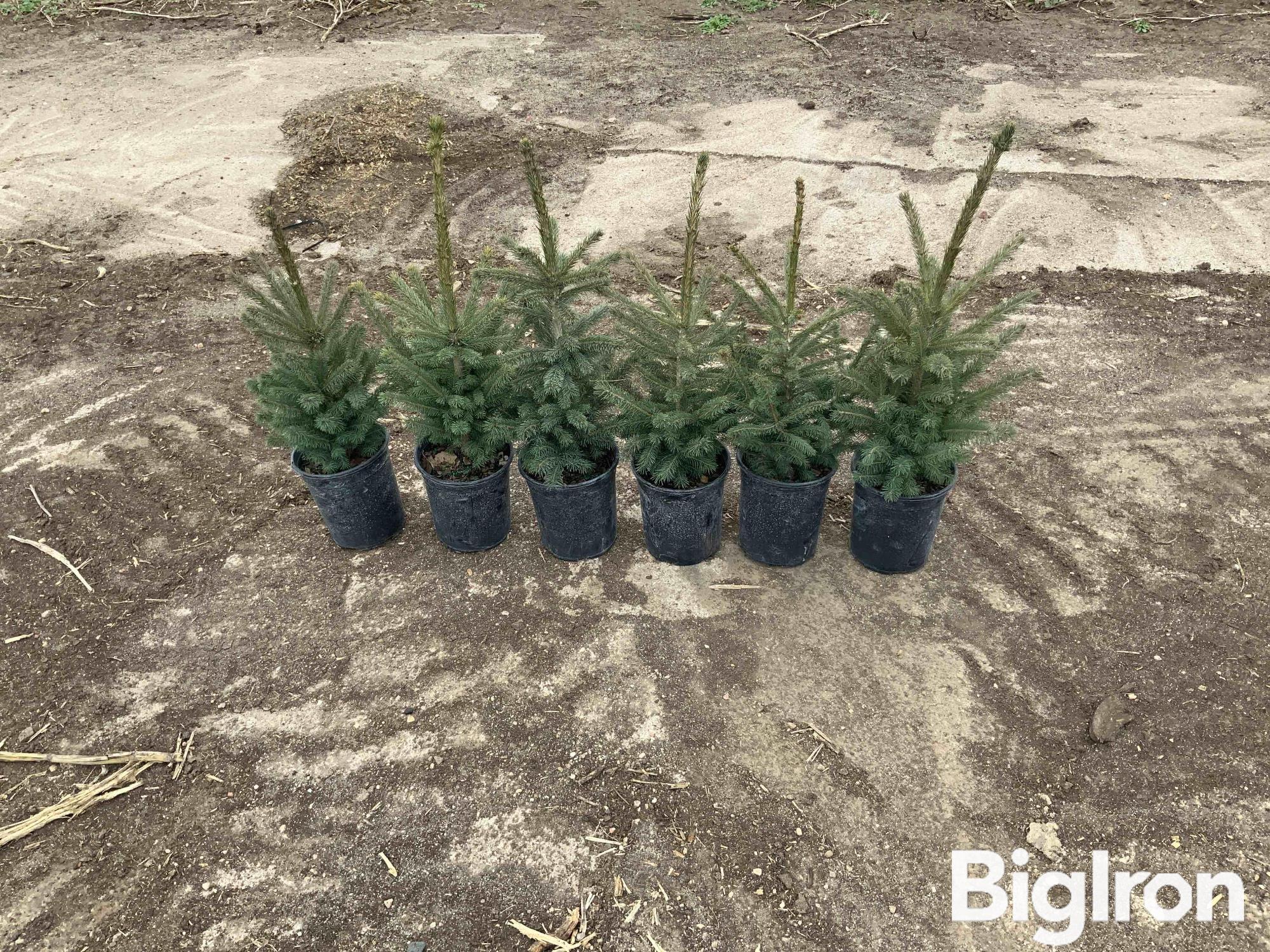 1 Gallon Potted Black Hills Spruce Trees BigIron Auctions