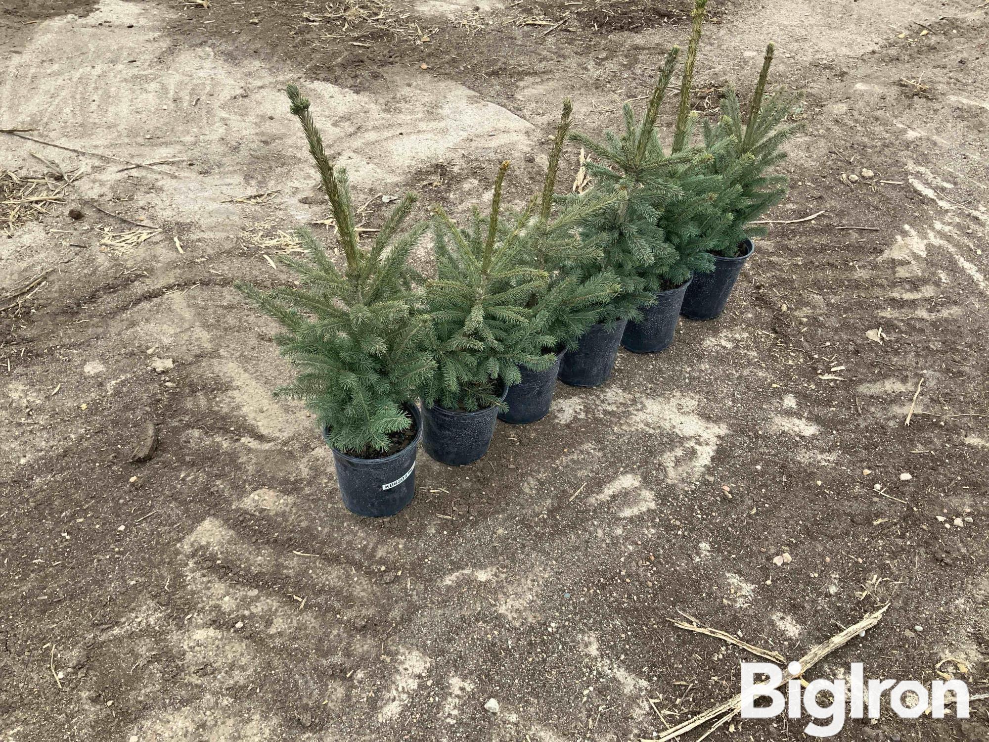 1 Gallon Potted Black Hills Spruce Trees BigIron Auctions