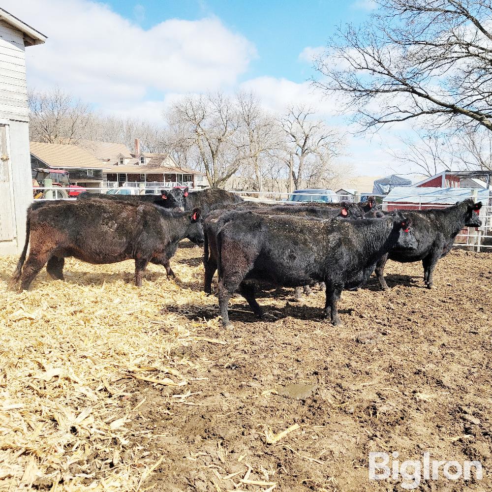 3 Black 8 9 Yo Pairs And 6 Black Bred Cows 8 9 Yo Bid Per Pair