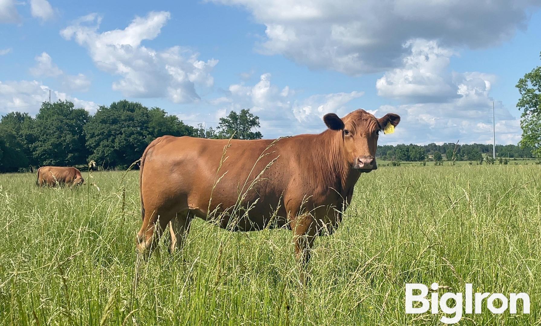 12 Red Angus 4 5 Yo Fall Bred Cows Bid Per Head Bigiron Auctions