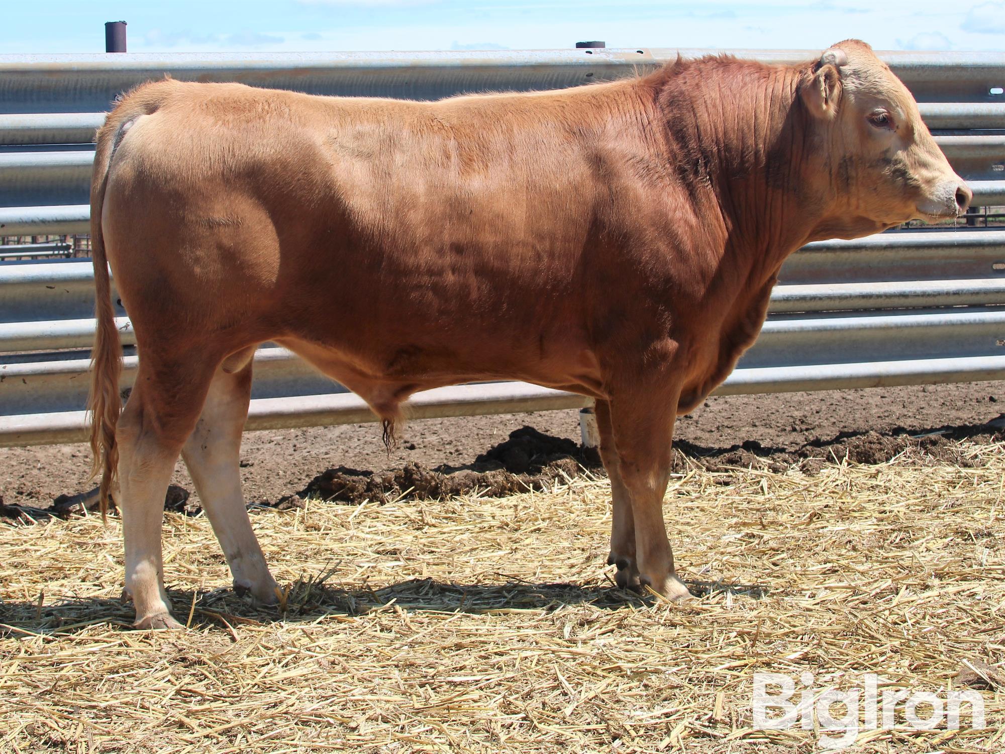 mellott-ranch-j4751-2-year-old-heifer-bull-bigiron-auctions