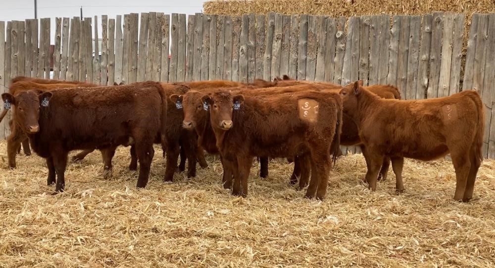 Reg. Red Angus Replacement Heifers (BID PER HEAD) BigIron Auctions