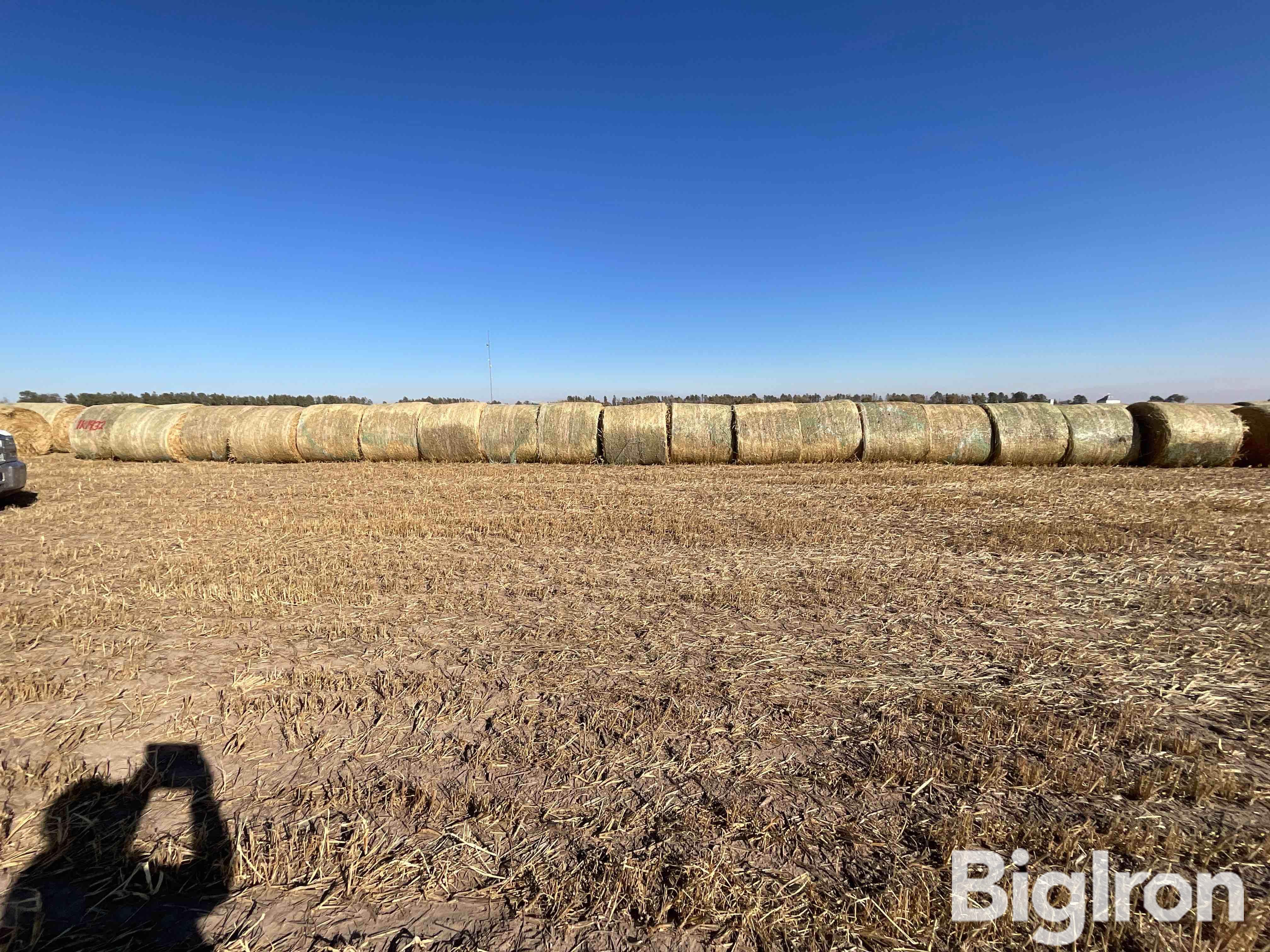 Millet (Forage) Hay Big Rounds BigIron Auctions