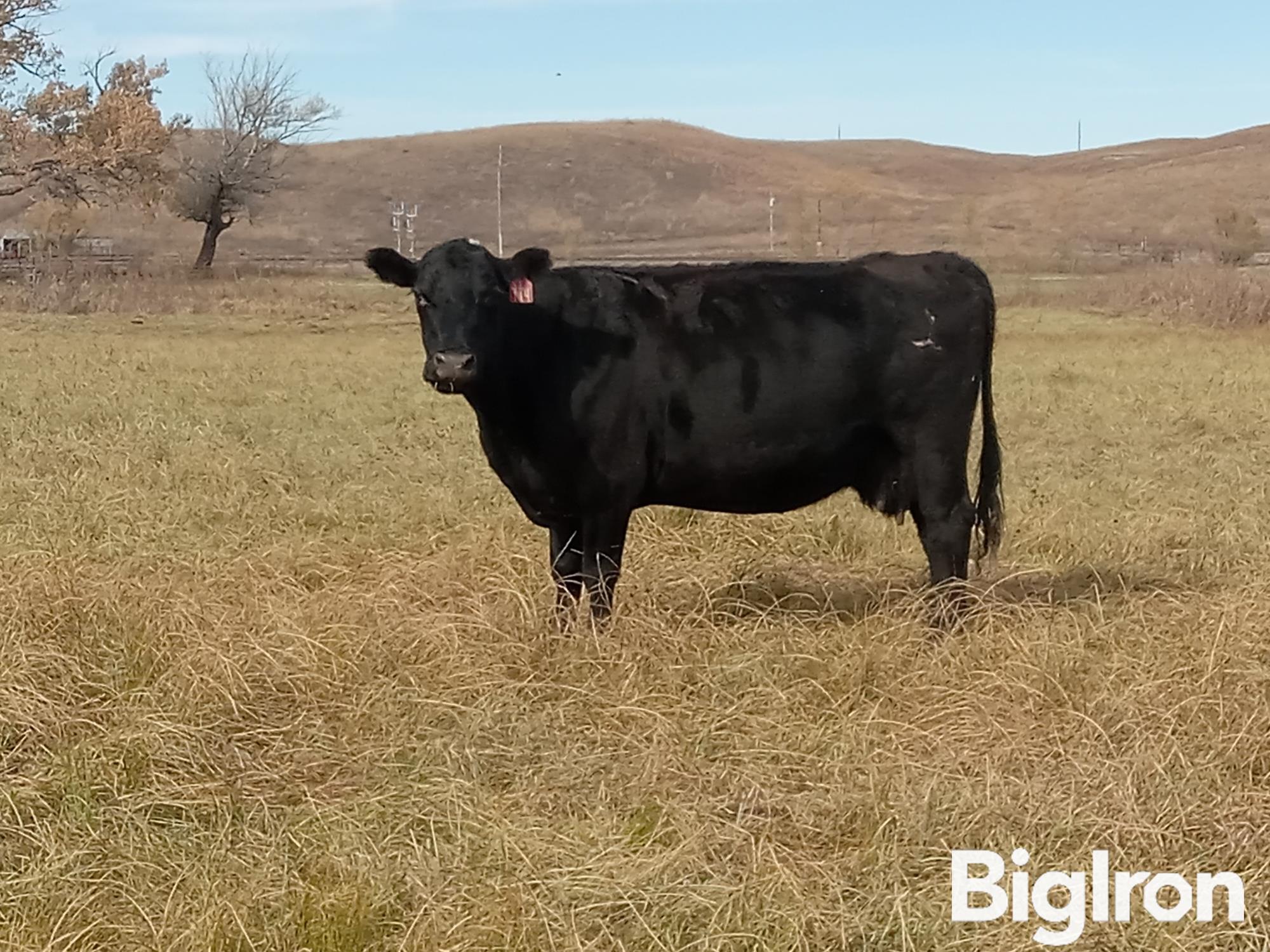 10 Blk Angus Mature Bred Cows Bid Per Head Bigiron Auctions