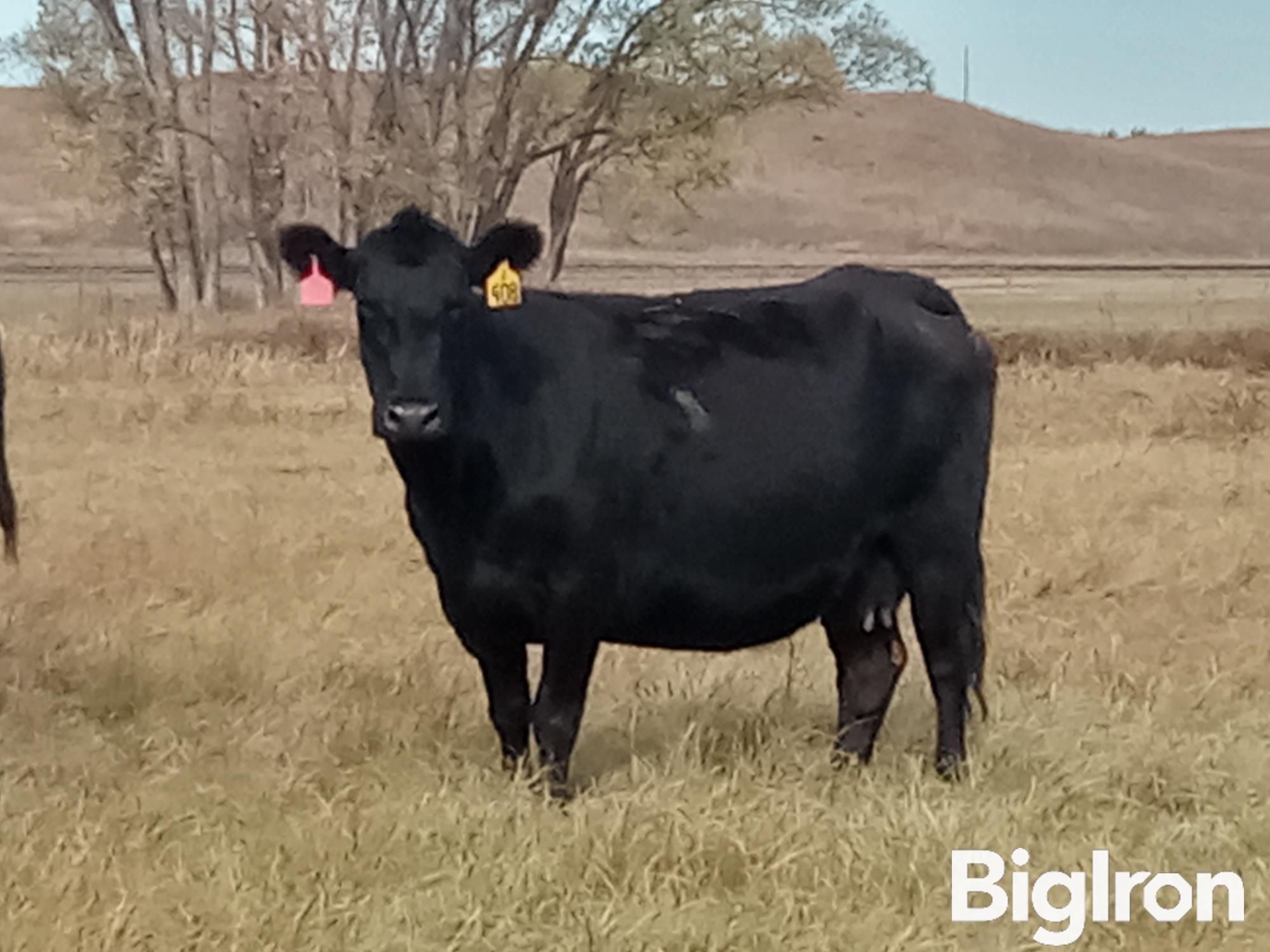 10 Blk Angus Mature Bred Cows Bid Per Head Bigiron Auctions