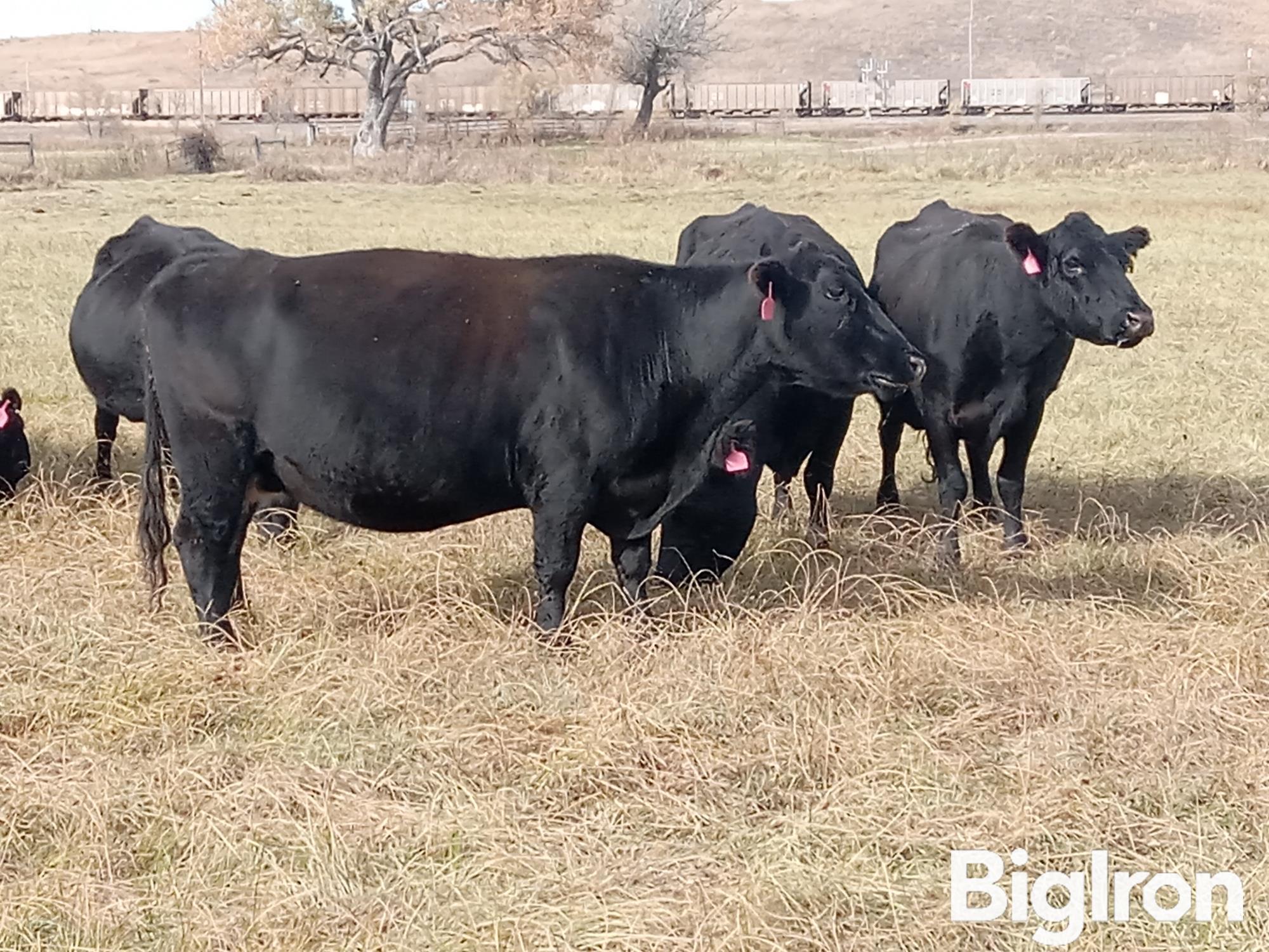 10 Blk Angus Mature Bred Cows Bid Per Head Bigiron Auctions