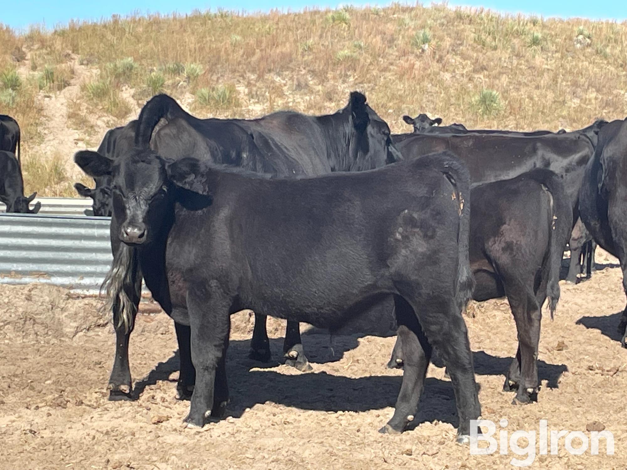 90) Blk Angus Feeder Steers (BID PER LB) BigIron Auctions