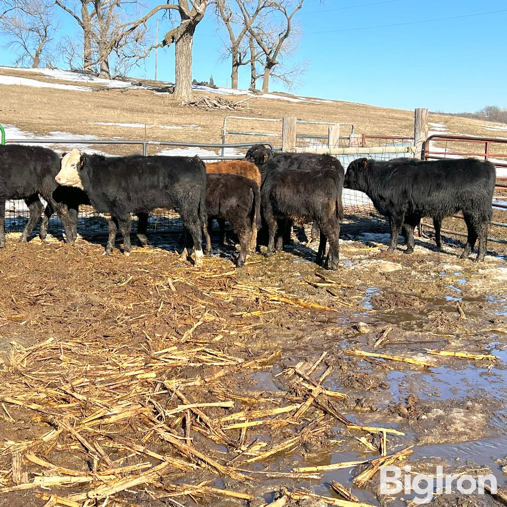 7) F1 Wagyu Open Replacement Heifers (BID PER HEAD) BigIron Auctions