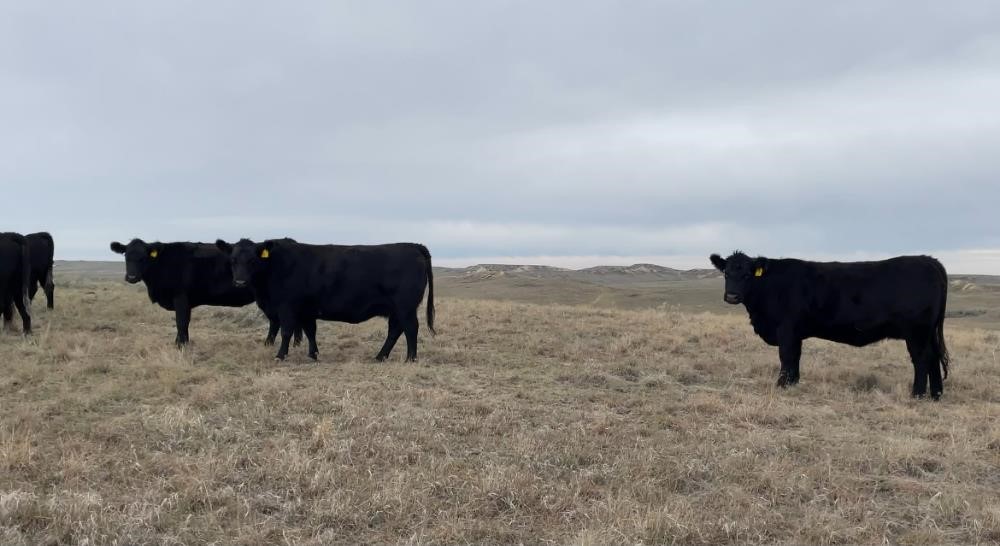 Reg. Blk Angus 6-8 YO Bred Cows (BID PER HEAD) BigIron Auctions