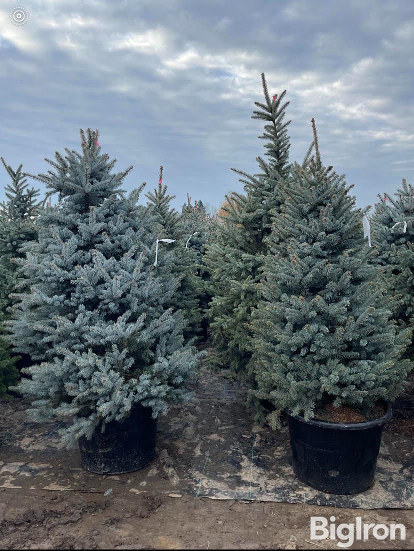 Baby Blue Spruce Trees BigIron Auctions