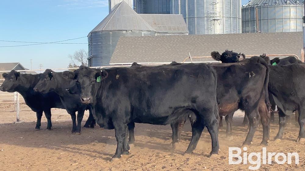 41) Angus 6-8 YO Bred Cows (BID PER HEAD) BigIron Auctions