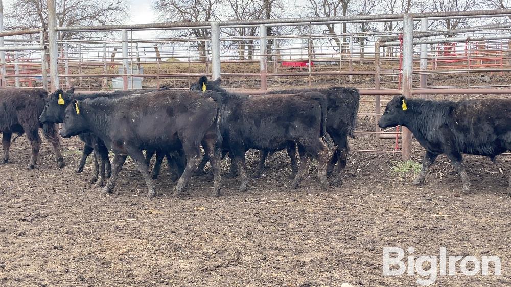 13) Blk And Red Angus Feeder Steers (BID PER LB) BigIron Auctions