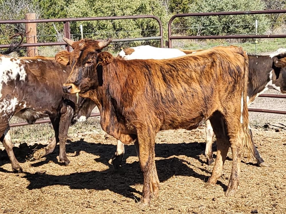 5) Yearling Corriente Heifers (BID PER HEAD) BigIron Auctions