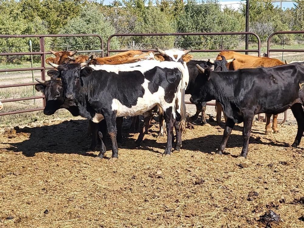 4) Yearling Corriente Heifers (BID PER HEAD) BigIron Auctions