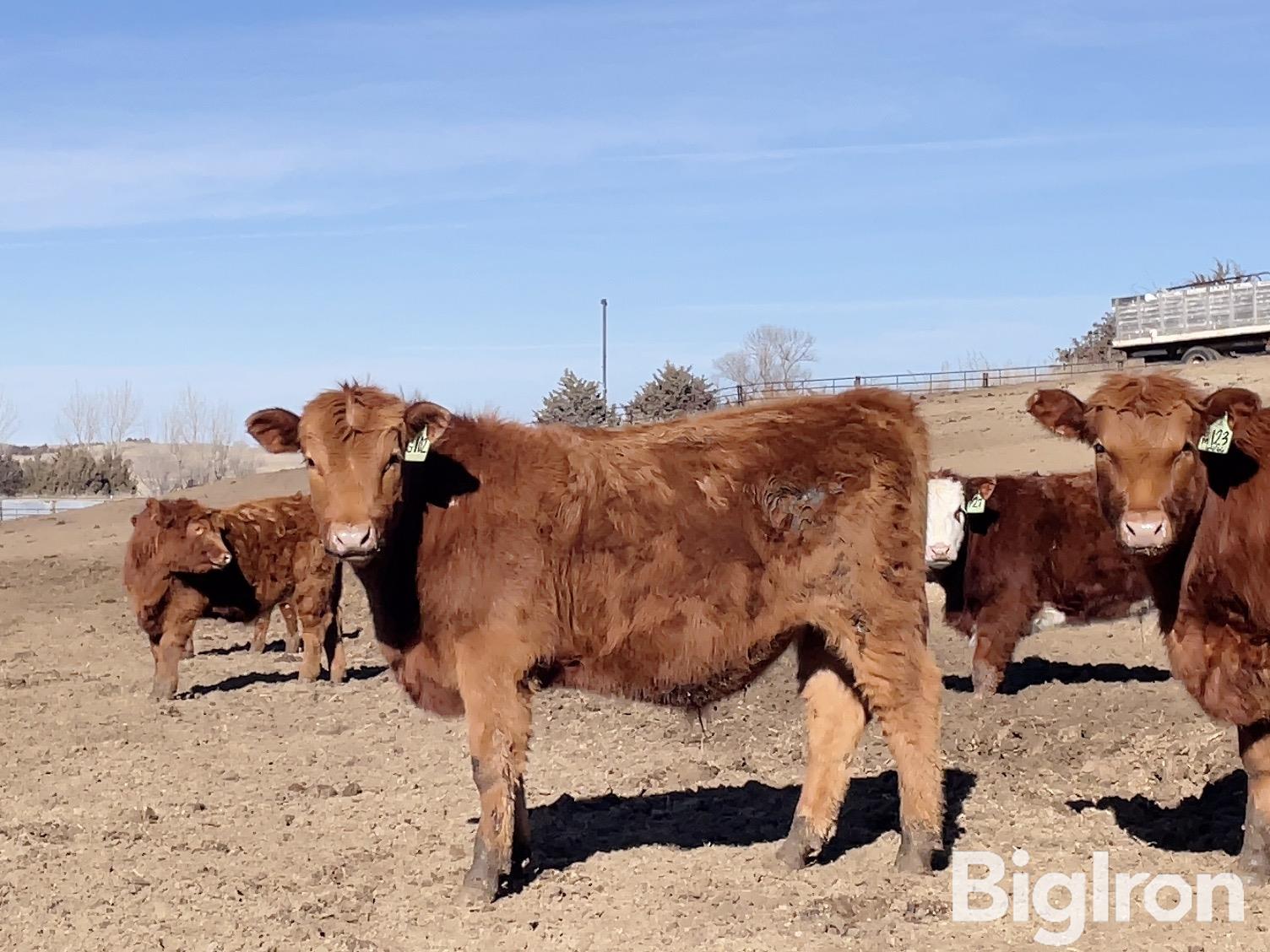 78) Red Angus Feeder Steers (720#) (BID PER LB) BigIron Auctions