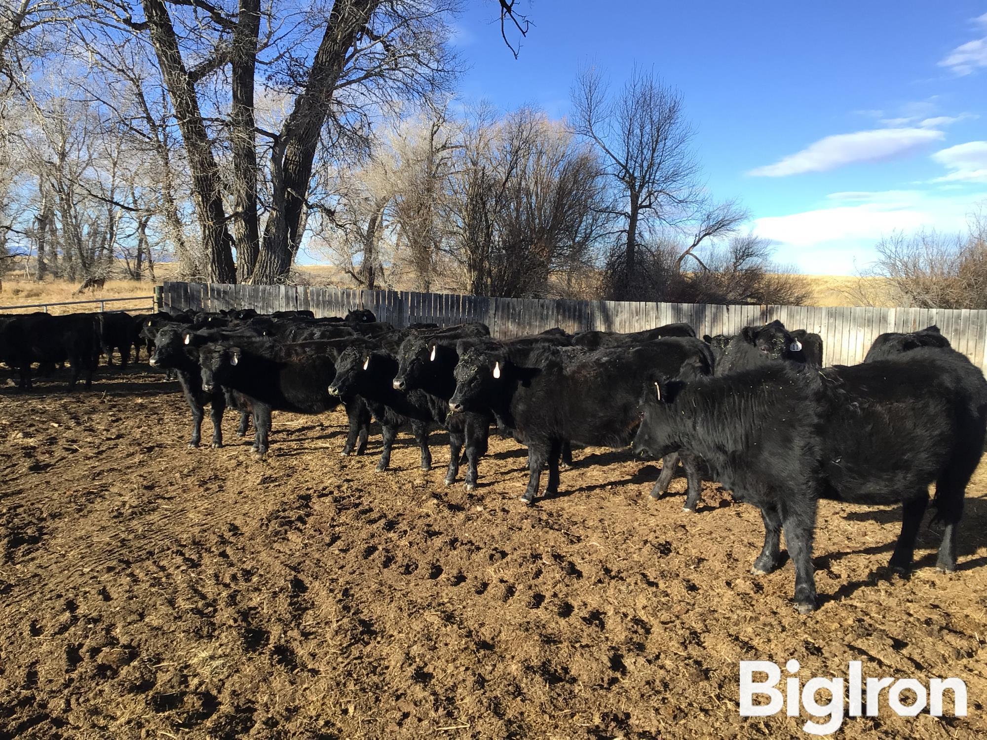 10) Bred Heifers (BID PER HEAD) BigIron Auctions