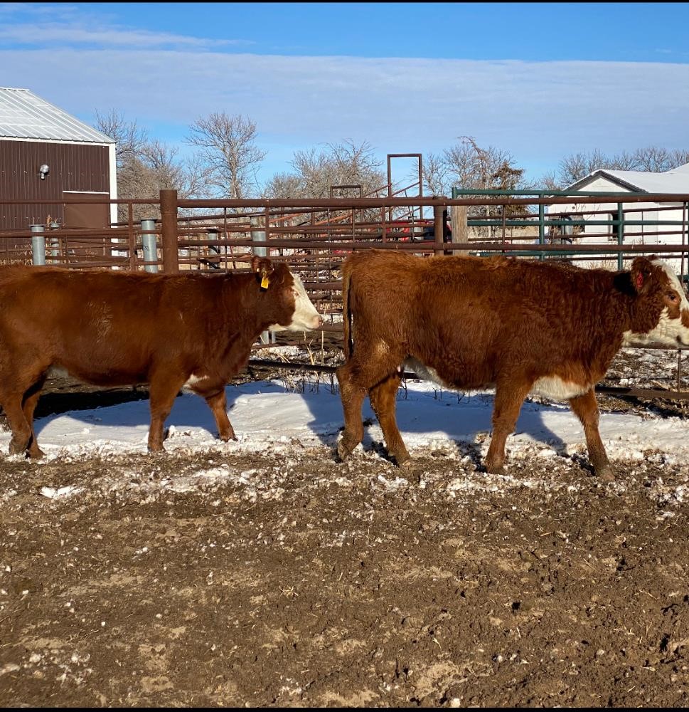 Red-baldy Bred Heifers (BID Per HEAD) BigIron Auctions