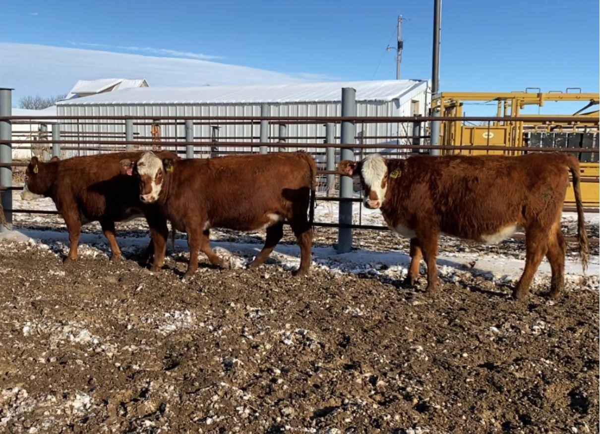 Red-baldy Bred Heifers (BID Per HEAD) BigIron Auctions