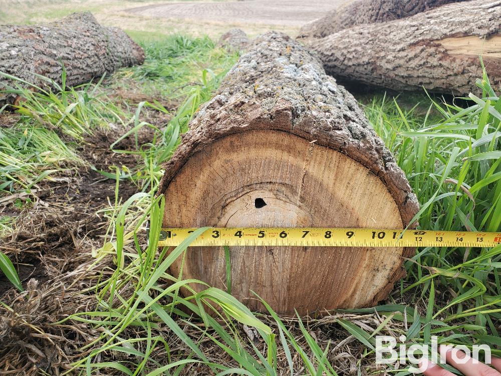 Walnut Logs BigIron Auctions