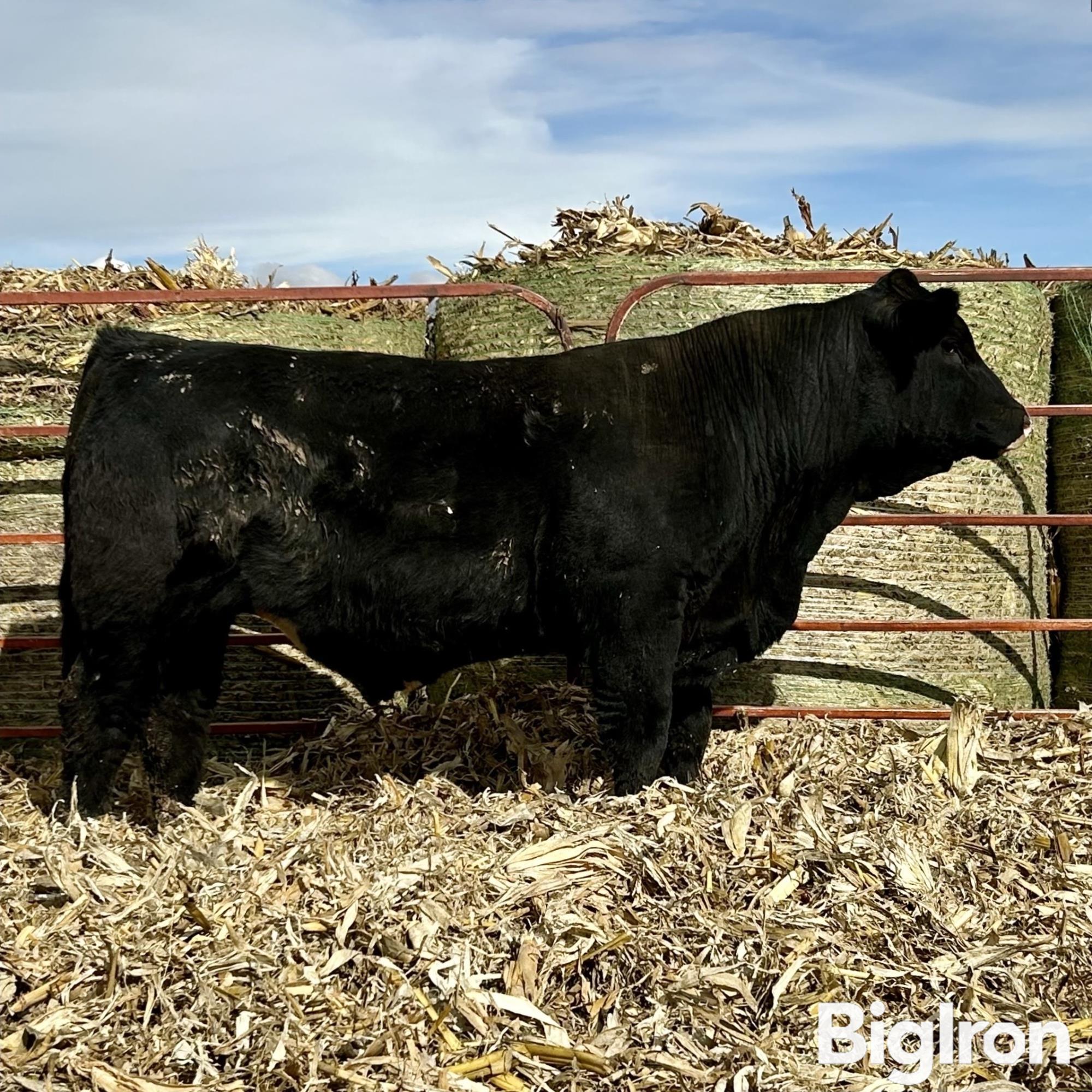 YR A31 (Commercial PB Simmental) BigIron Auctions