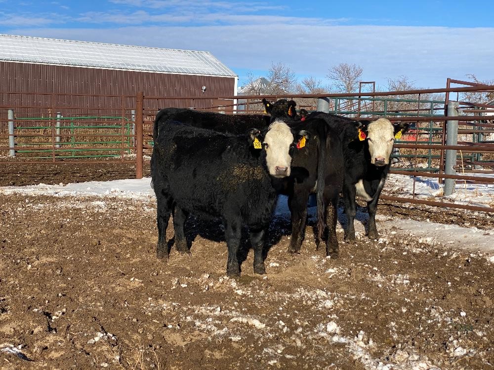 Black-baldy Bred Heifers (BID Per HEAD) BigIron Auctions