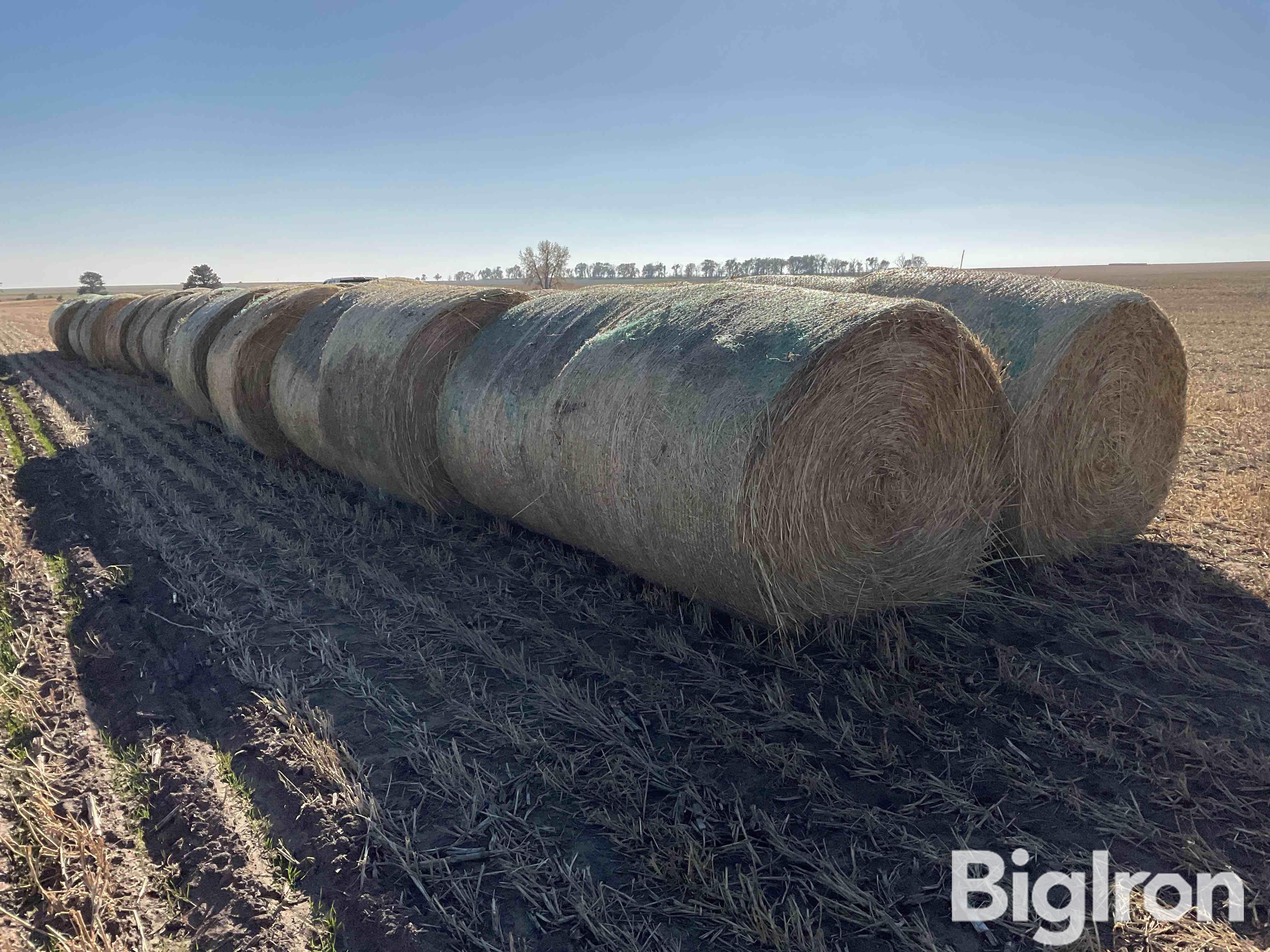 Millet (Forage) Hay Big Rounds BigIron Auctions