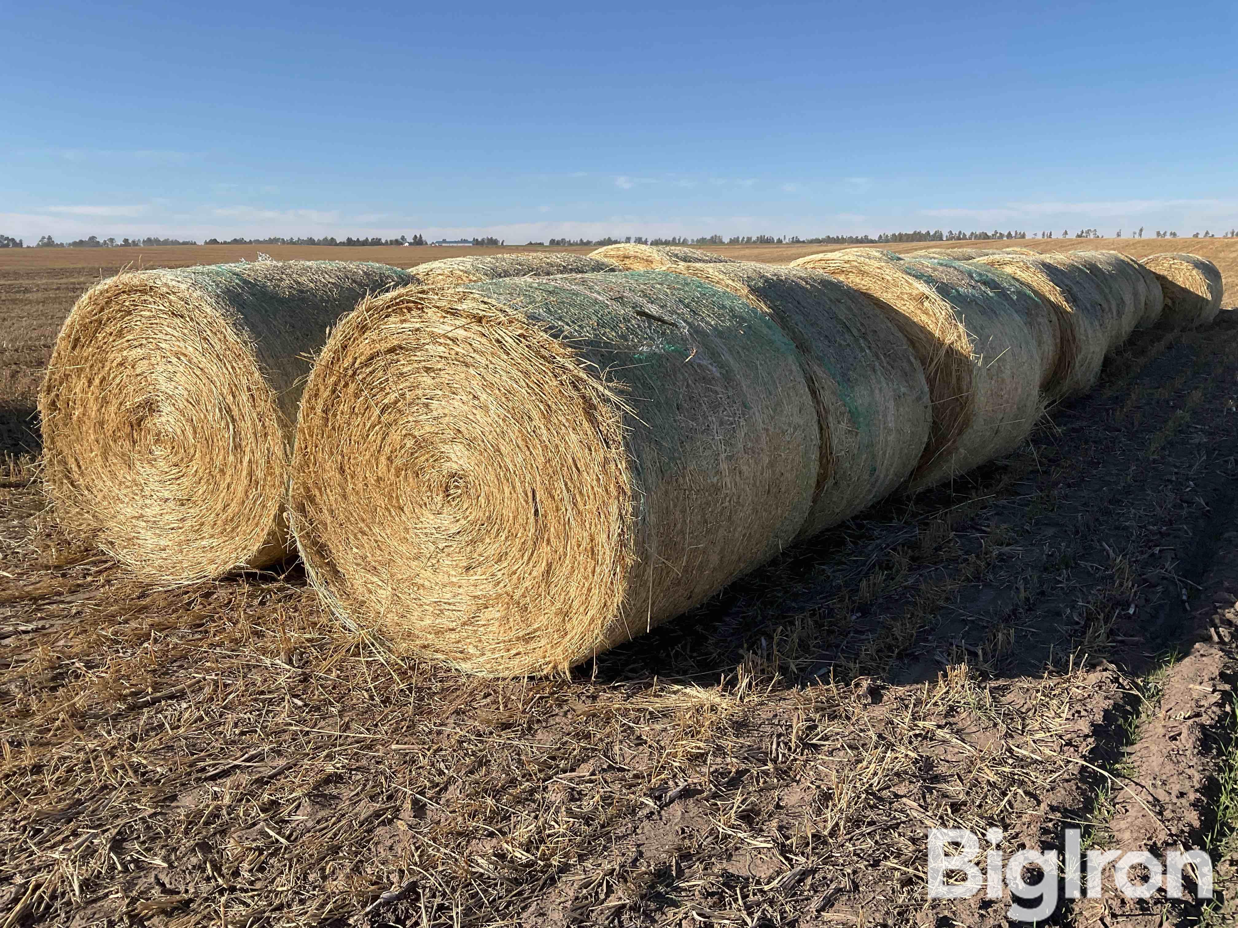 Millet (Forage) Hay Big Rounds BigIron Auctions