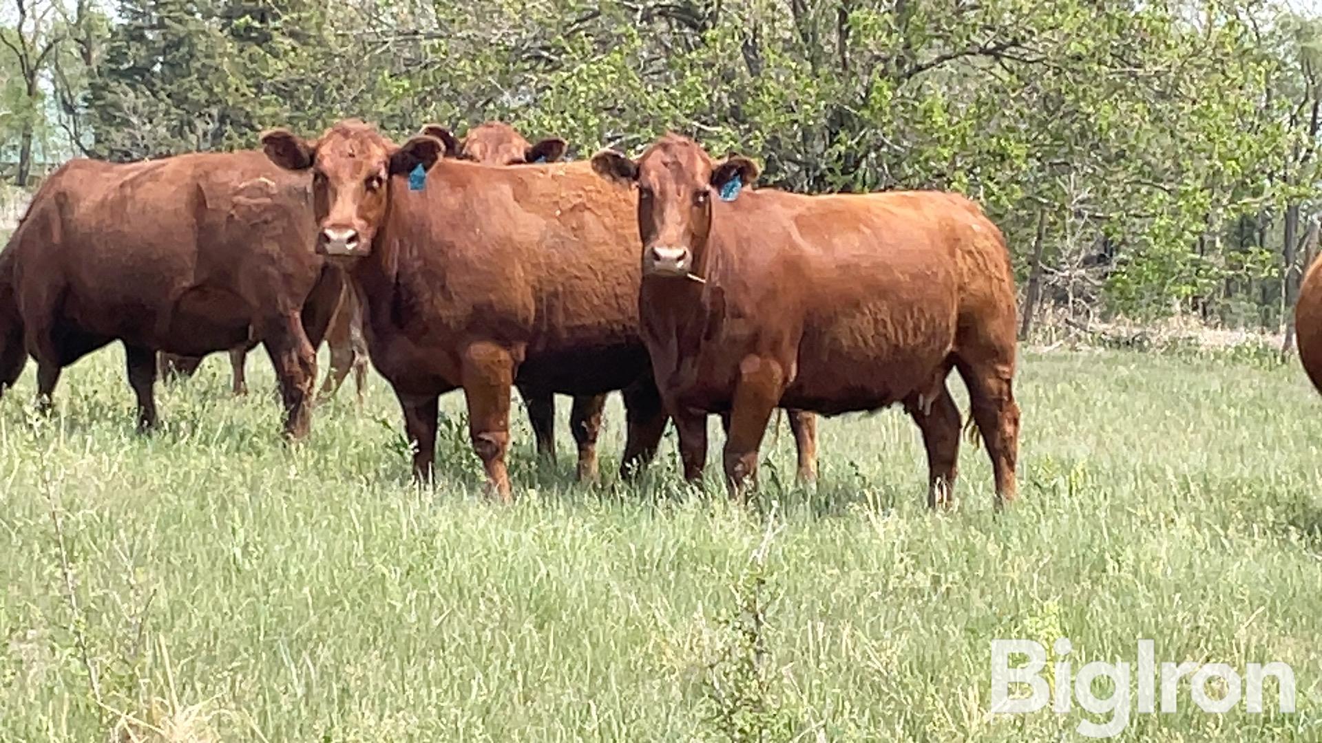 5 Red Angus 4 Yo Fall Bred Cows Cross Diamond Bulls Bid Per Head