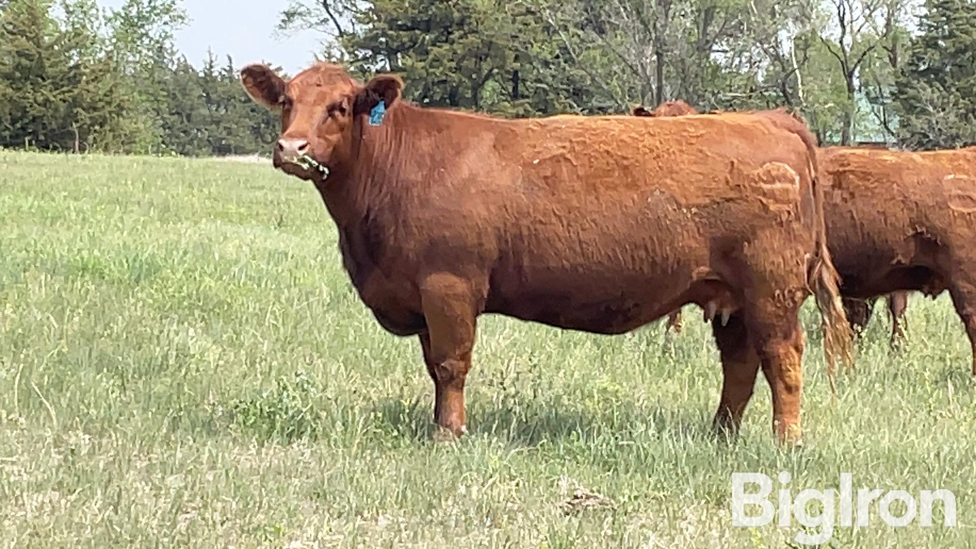 5 Red Angus 4 Yo Fall Bred Cows Cross Diamond Bulls Bid Per Head