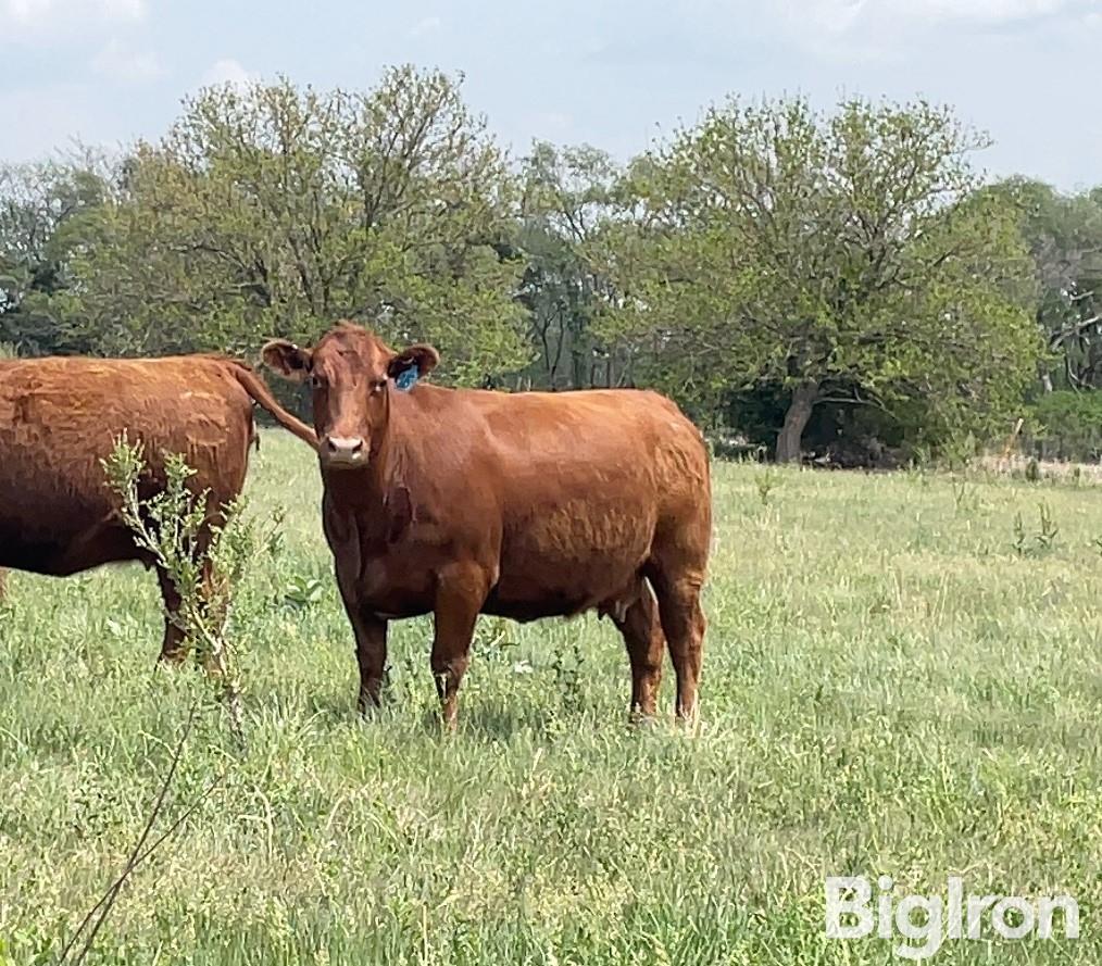 5 Red Angus 4 Yo Fall Bred Cows Cross Diamond Bulls Bid Per Head