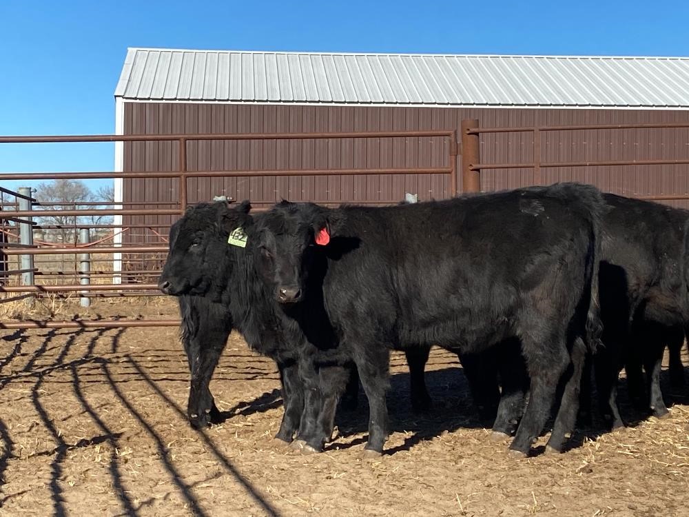 Blk Angus Replacement Open Heifers (BID PER HEAD) BigIron Auctions