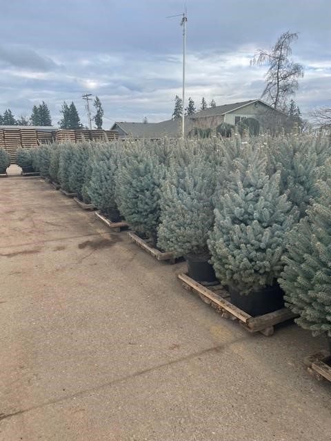 columnar blue spruce